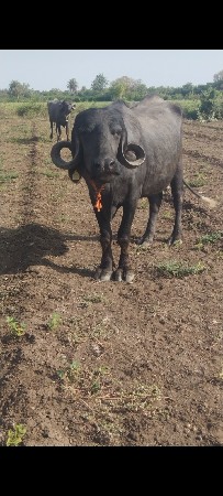 ખડેલી વેચવાની છે