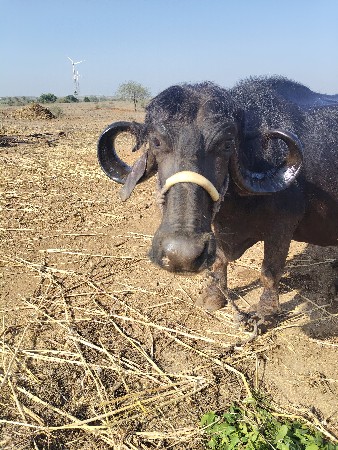 ભેંસ