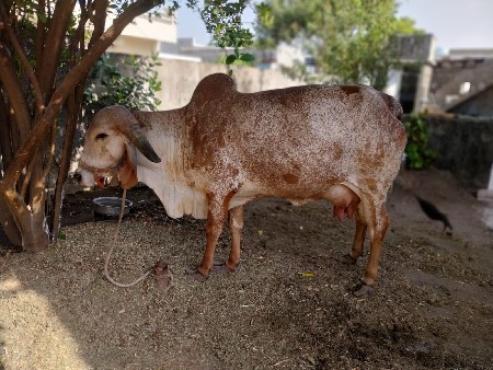 gir kabri