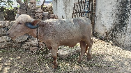 ભુરો પાડો વેચવાનો સે