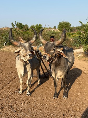 વેચવાના છે