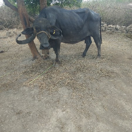 ભેસ વેચવાની છે