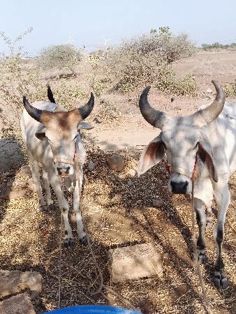 ગામ ધતુરીયા દ્વારકા જિલ્લો