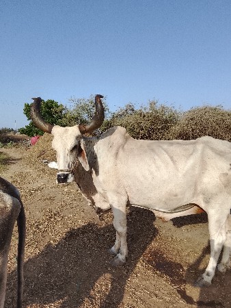 વેચવા નાછે