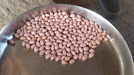 ગિરનાર 5 માંડવી નું બિયારણ