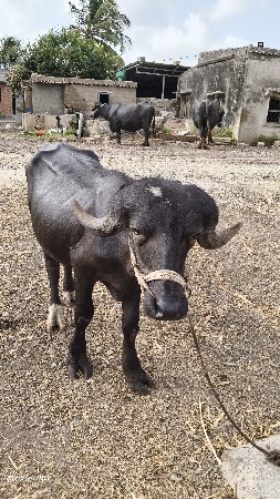 પાડો વેસવાનો સે