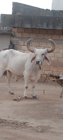બળદ વેચવાનો છે