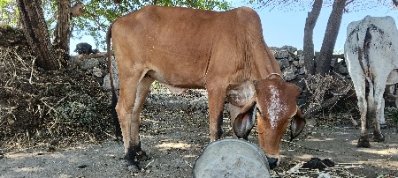 ઓળખું આપવાનું છે