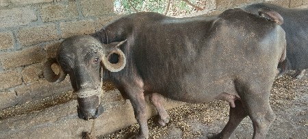 વેચવાની