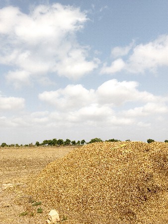 કોરો ભુકો (૨૦) વીઘા