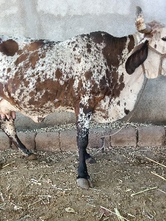 જર્સી ગાય વેચવાની છે