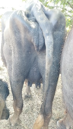 પૅલ વૅચરુ ખડૅલુ