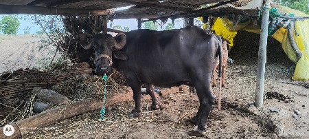 ભેંશ વેચવાની છે