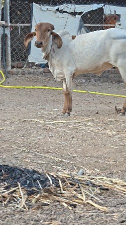 લીલડી વાસડી