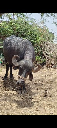 પેલુ વેતર ખળેલી વેચવાની