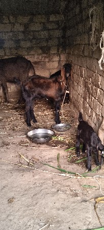 બકરો