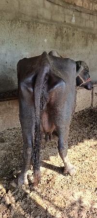 વેચવાની છે