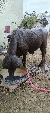 પાડો વેચવાનો છે