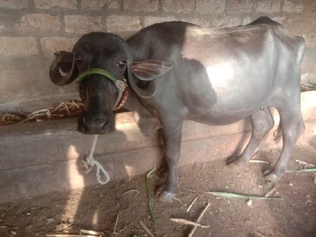 ભેંસ વેચવાની છે
