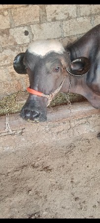 આ ભેંસ વેચવાની છે