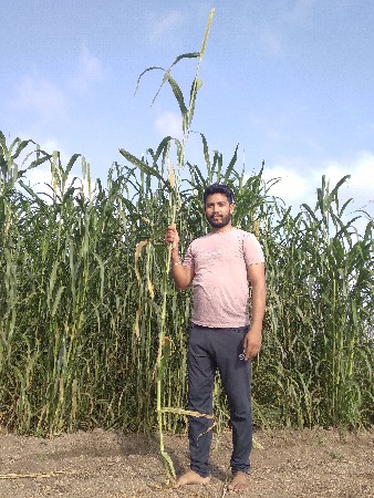 બાજરાની કડબ વેચવાની છે