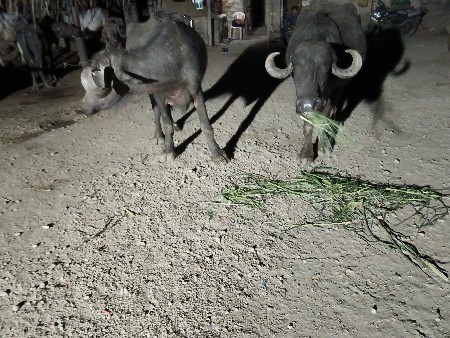 પેલવેતરી ખડેલિ વેચવાની છે