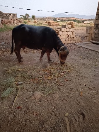9913069133