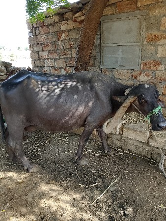 ભેંસ વેચવાની છે