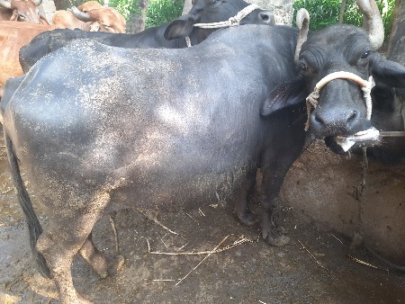 8 મહીના ગાભણ