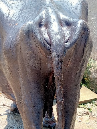 8મહિના ગાબાણી