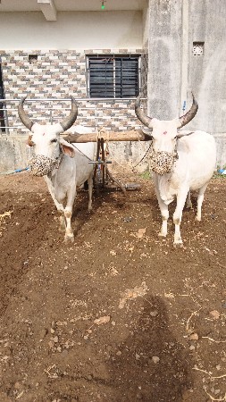 સિંધવ હરસુર બાબુભાઈ  ૬૩૫૧૪૯૫૫૬૪