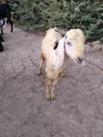 બોકડો વેસ વાનો છે