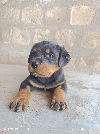 રોટવેલર ફિમેલ