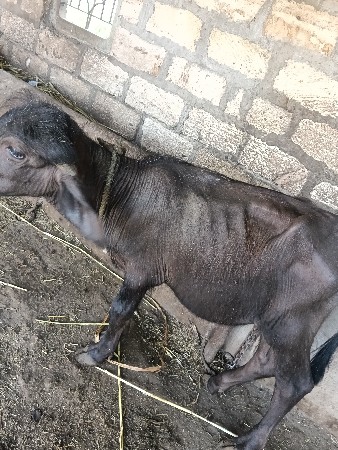 pado