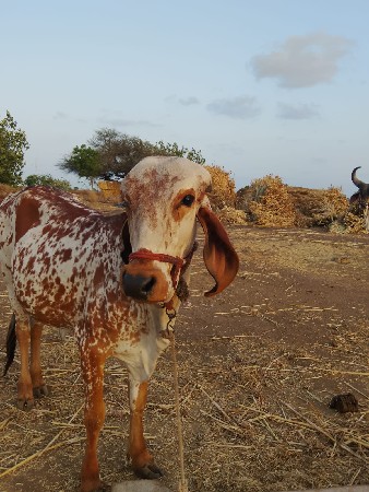 આ વાછડી વેચવા ની છે