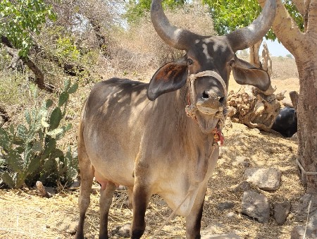 જાંબુડી ગાય વેચવાની છે
