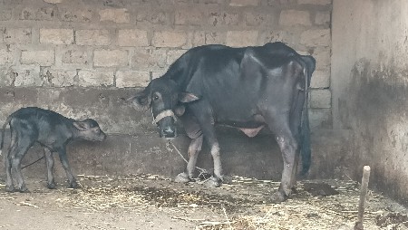 ભેંસ વેચવાની છે