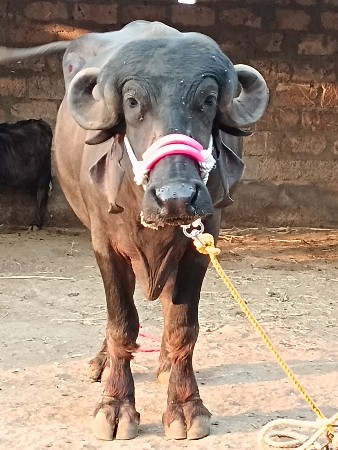 ખડાય વેચવાની છે બધી જવાબદારી થી