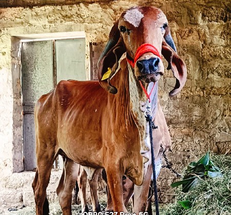 હોડકી વેચવાની છે