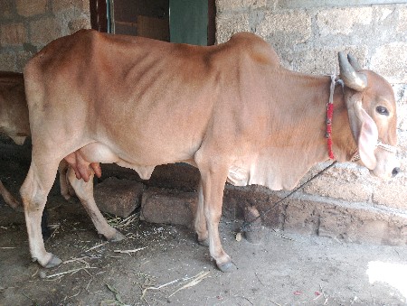 ગાય વેચવાની છે.
