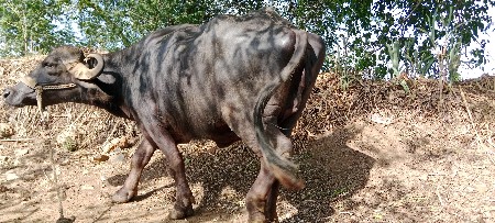 ભેંસ વેચવાની છે