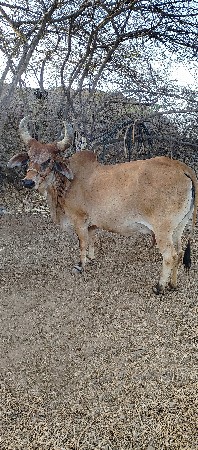 વેચવાની