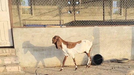 totapari bakri 2.5 gabhani