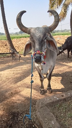 બળદ વેચવાના છે