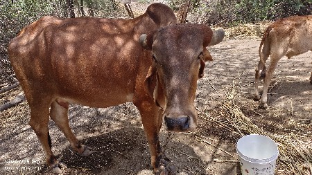 ગાય વેચવાની છે પેલું વેતર છે