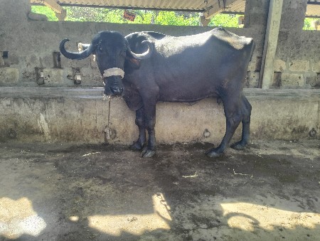 ખડેલી વેસવાની સે