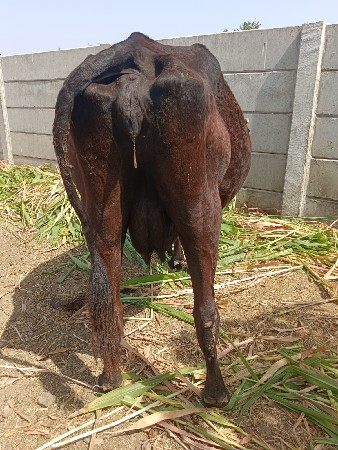 ગાય વેચવા ની છે