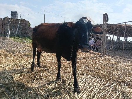આ ગાય વેચવાની છે