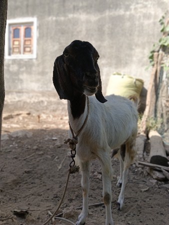બકરી વેચવાની છે