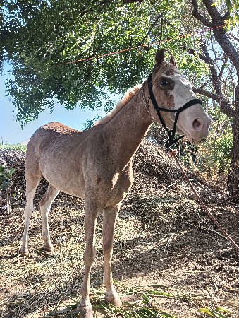 આ વસેરી વેસવાની સે સાટા કરવાના